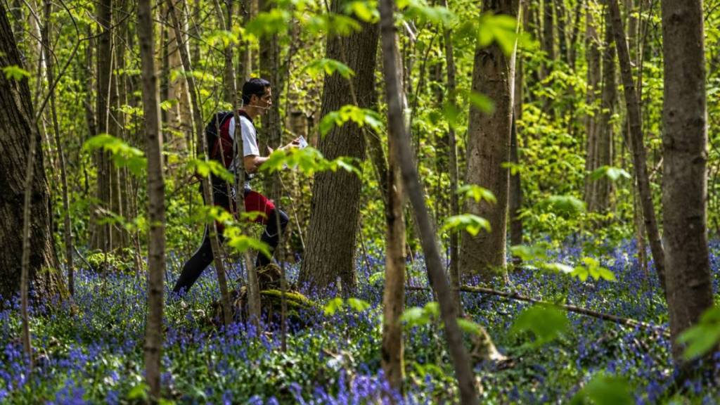 forêt