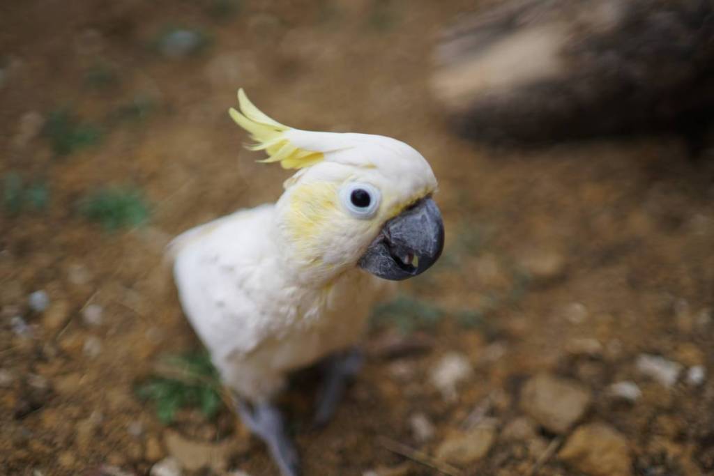 Questo parco faunistico la pensa in modo diverso: uno dei più grandi rifugi per pappagalli al mondo apre a 30 minuti da Parigi, a Parrot World