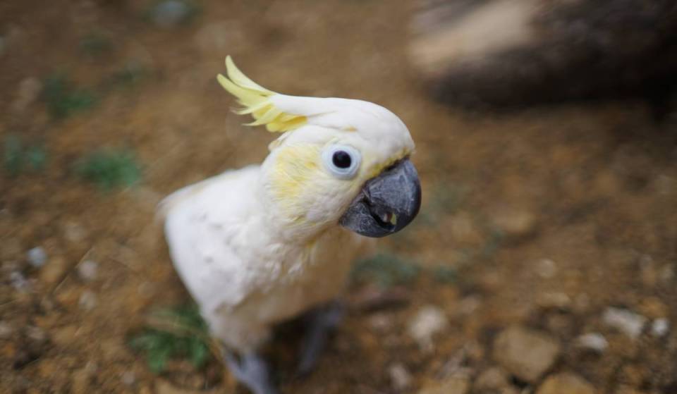 Este parque de animales tiene una visión diferente: uno de los mayores santuarios de loros del mundo abre sus puertas a 30 minutos de París, en Parrot World