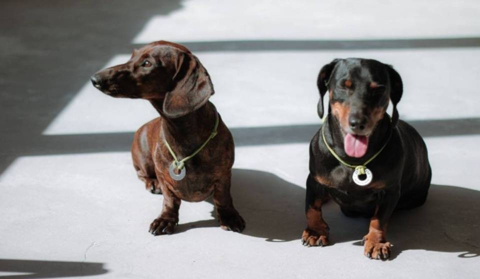 Hundreds of dachshunds will parade down the Champs-Élysées for a large, free walk