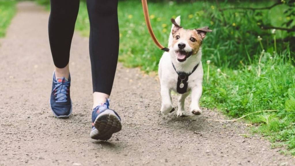 dog running club