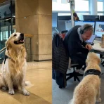 Chien médiateur RATP : Charlie apaise les conflits à Paris