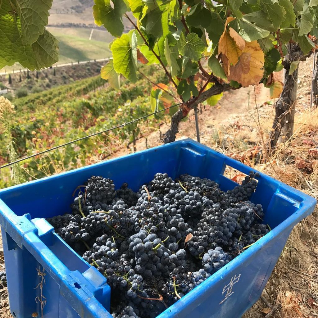 O vinho do Porto tem diferentes variedades de uvas