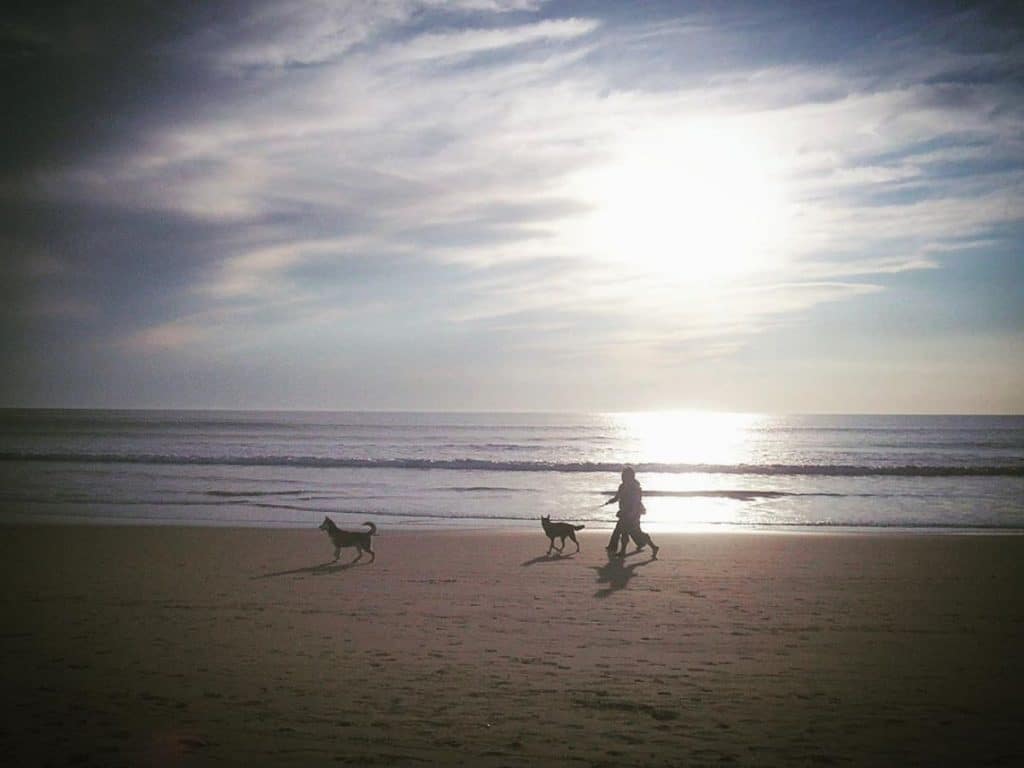 praias dog friendly em portugal