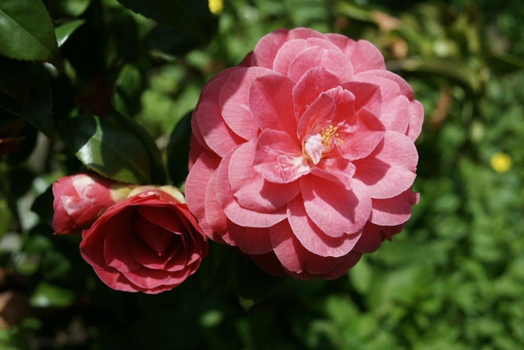 camélia flor do Porto