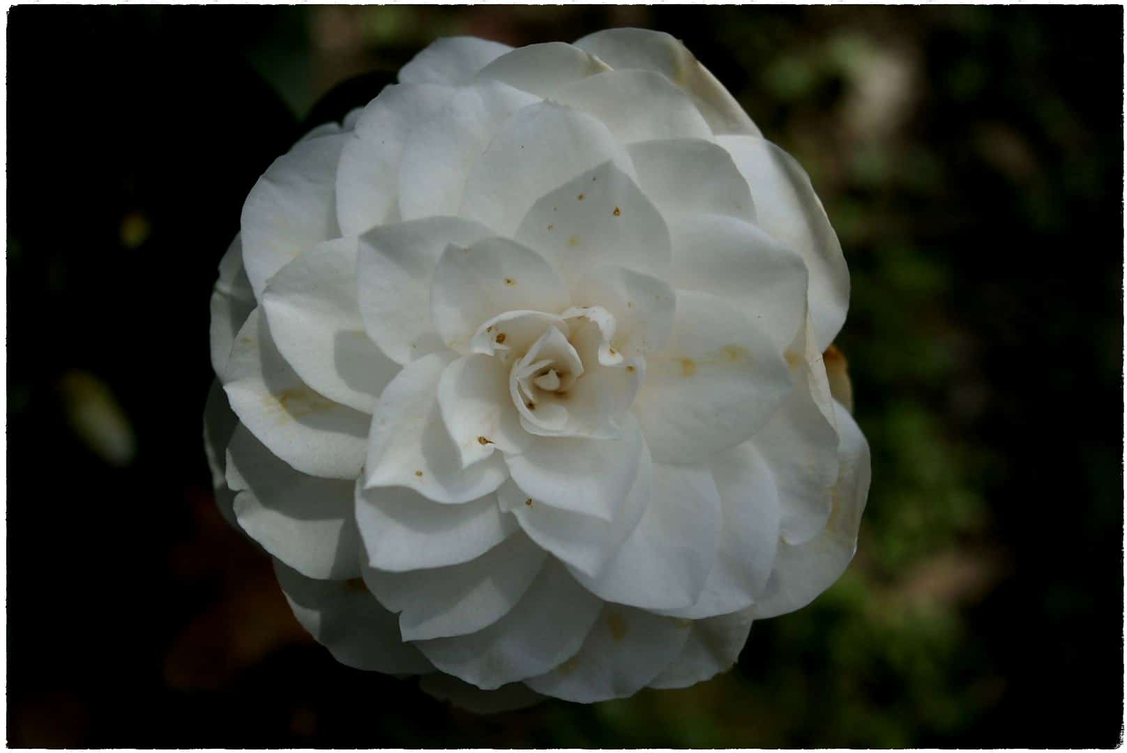 camélia flor do porto