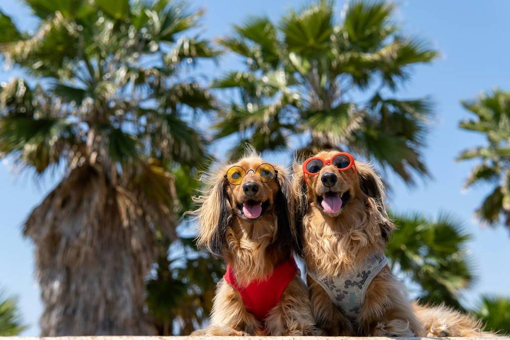 Hay varias playas que admiten mascotas, del norte al sur de Portugal