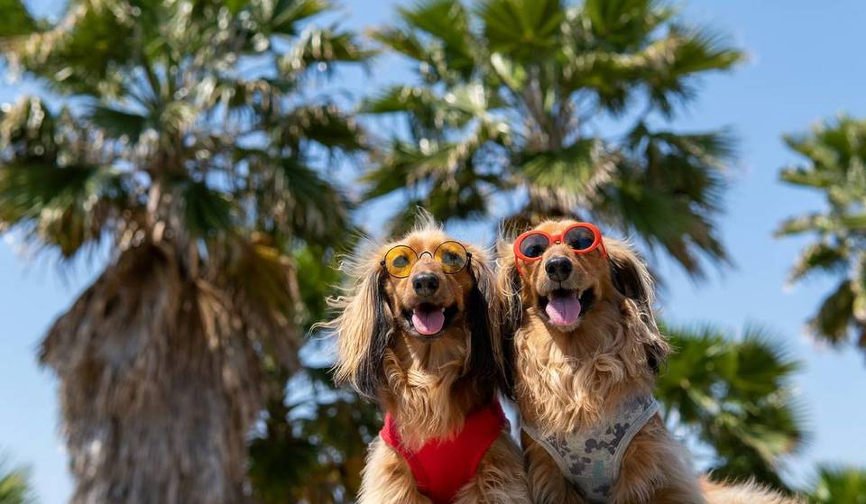 Praias dog friendly em Portugal: 8 lugares (concessionados) de Norte a Sul onde podes levar o teu melhor amigo