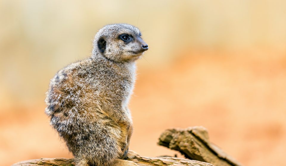 Há três novas crias de suricatas no Zoo Santo Inácio