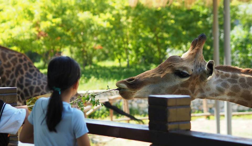 6 jardins zoológicos e parques para visitar perto do Porto