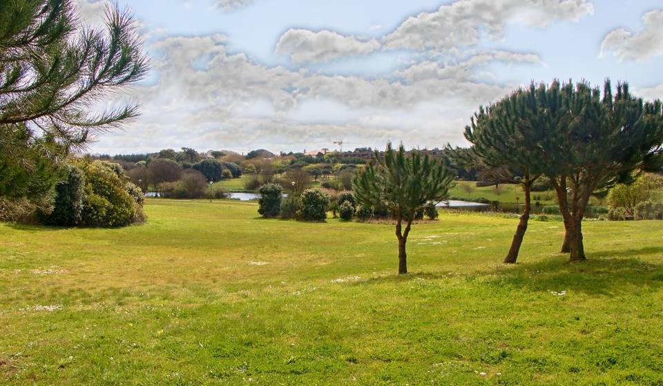 Mais de 2500 árvores vão ser plantadas no Porto, até ao final de maio