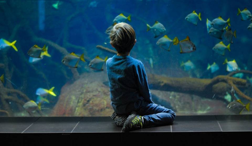 SEA LIFE Porto: o maior aquário do Norte oferece entradas gratuitas