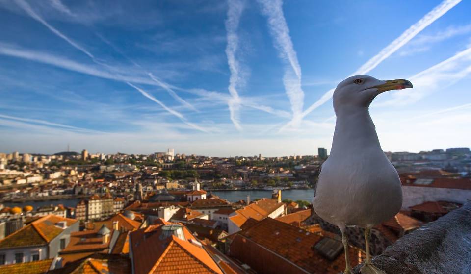 Há um ‘gangue’ de gaivotas a roubar esplanadas e turistas, no Porto