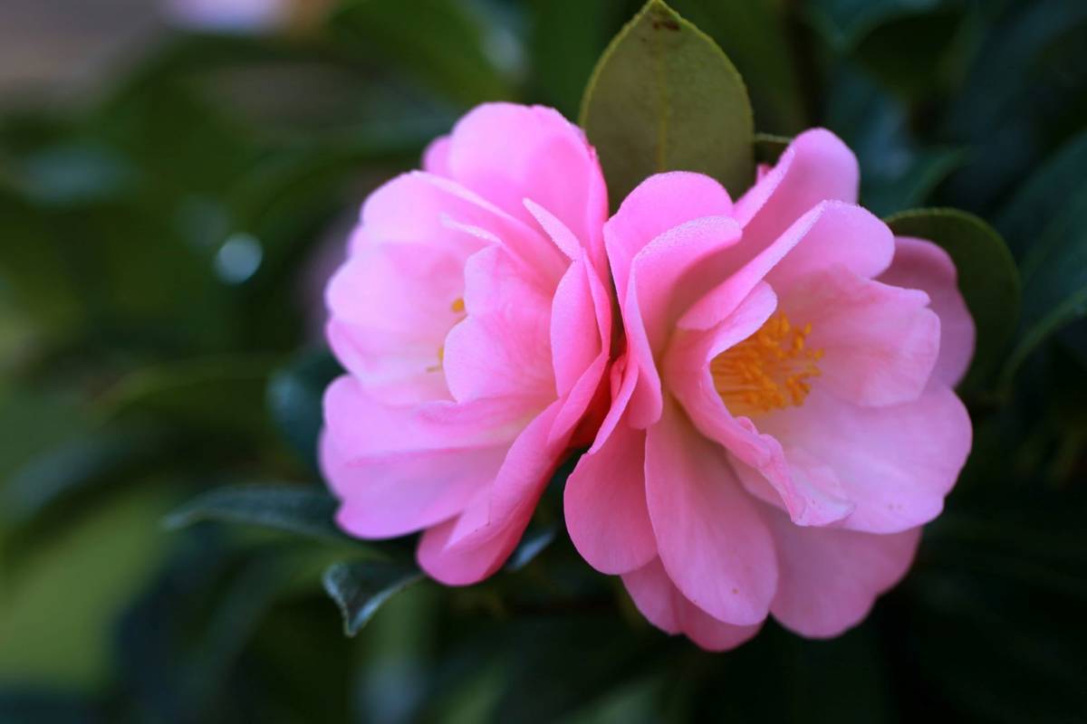 Calmaila Camellia exhibition: embracing spring in Maia