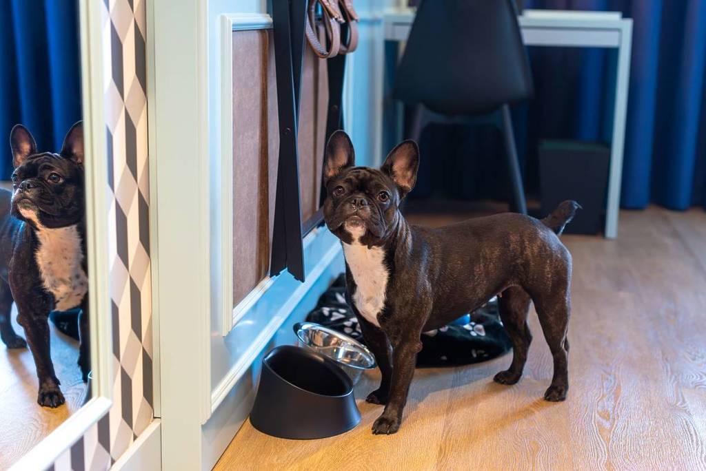 Mercure Porto Centro Aliados é um hotel pet friendly