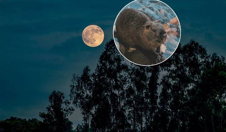 O céu do Porto prepara-se para acolher a penúltima Superlua de 2025, mas o mau tempo ameaça estragar o espetáculo