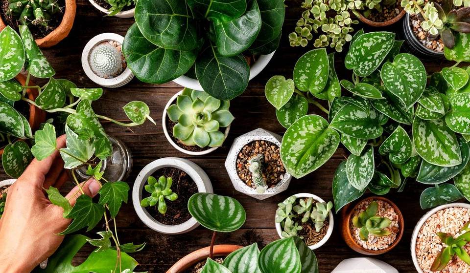 Une plante gratuite ? GaiaShopping l&rsquo;offre ce mercredi (et pour une durée limitée)