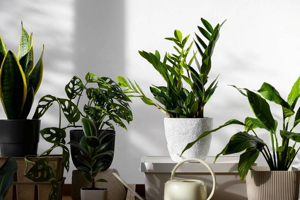 GaiaShopping promove ação de oferta de plantas grátis para replantar