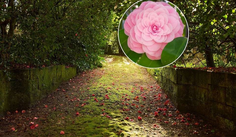 Porto’s “garden” has a new guide: 21 must-see stops to discover the flower that has enchanted Porto’s residents for centuries.