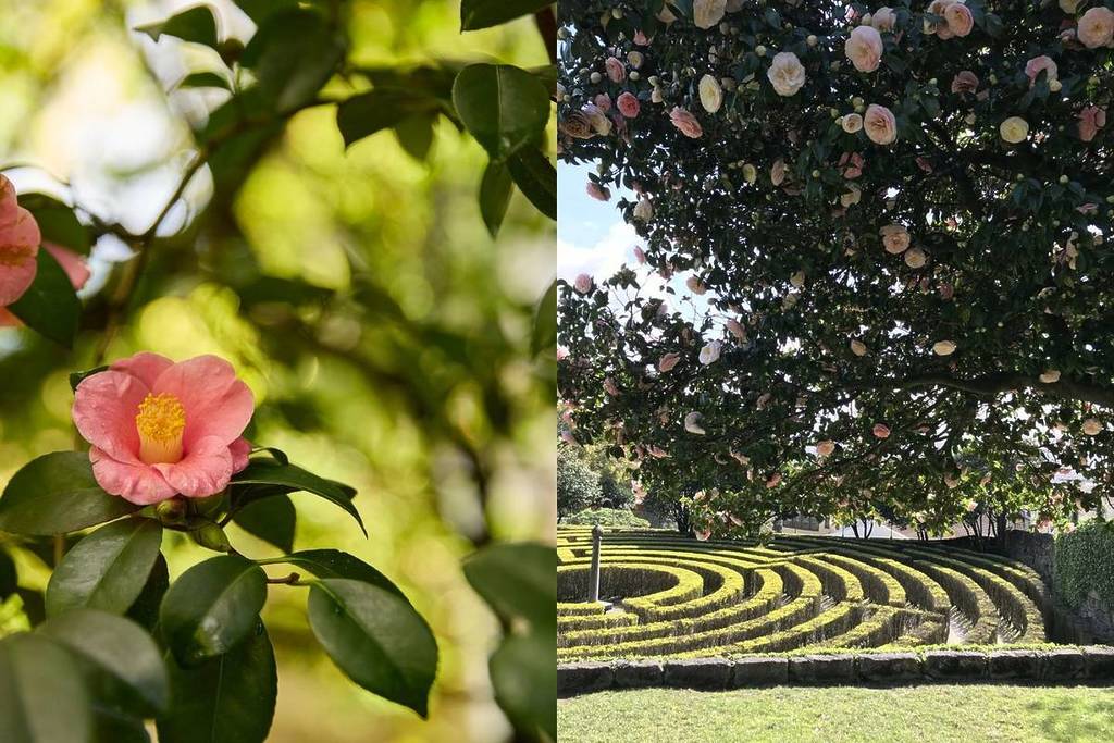 Se lanza una «Ruta de las Camelias» para explorar una faceta menos turística de la ciudad de Oporto.