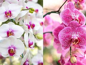 A “maior celebração de orquídeas de Portugal” vai voltar ao Grande Porto (e tem nova morada)