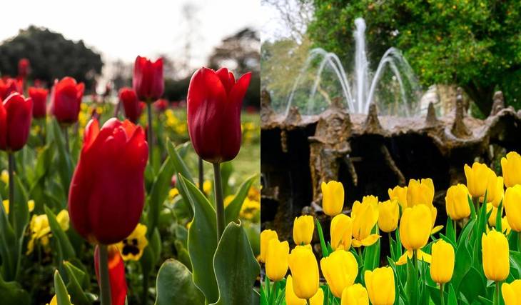 A ‘pequena Holanda’ no Porto: mais de 100 mil tulipas estão a invadir os jardins e ruas da Invicta — sabe onde ver