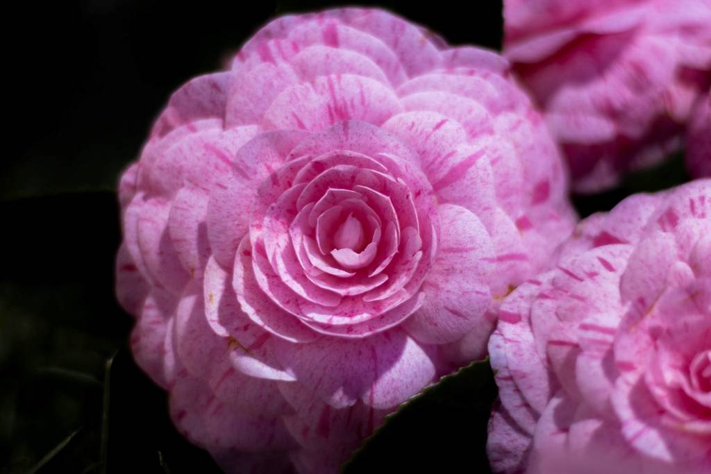 Porto Camellia Exhibition