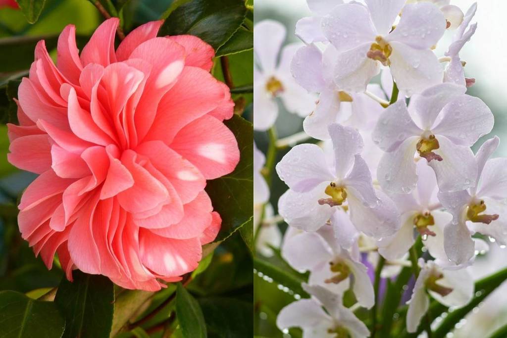 A primavera faz-se anunciar com exposições de flores no Grande Porto