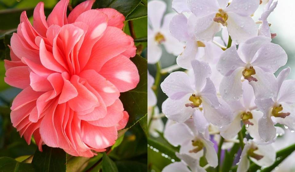 De camelias imperiales a orquídeas exóticas: los dos grandes eventos botánicos que llenarán de color el Gran Oporto durante el mes de marzo.