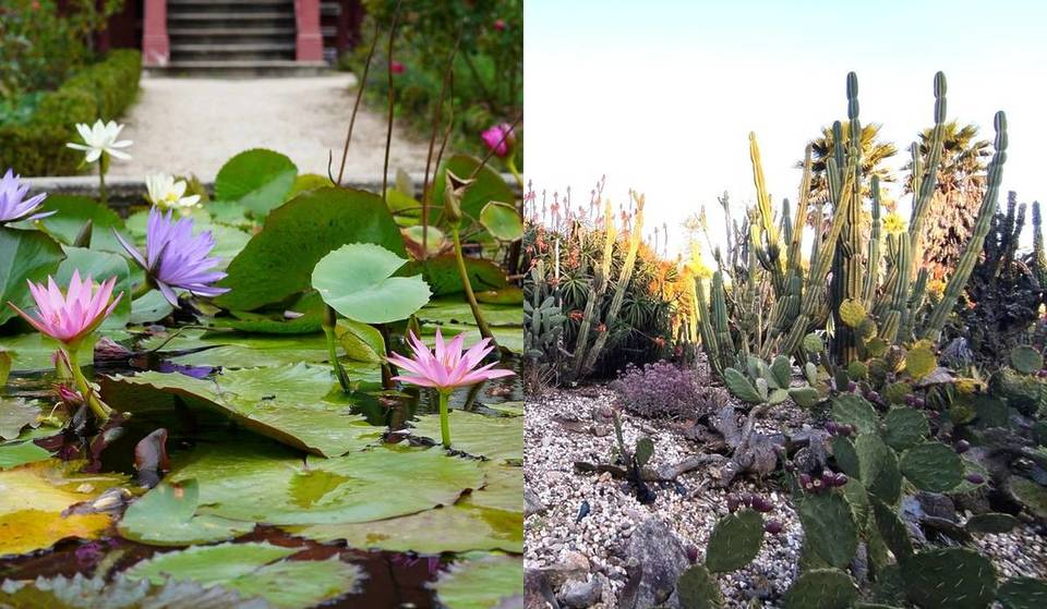 El «oasis verde» y gratuito de Oporto es un refugio con plantas exóticas y raras, donde puedes visitar el esqueleto de una ballena.