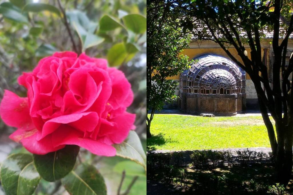 Mergulhar na rota das camélias é uma das melhores micro-experiências