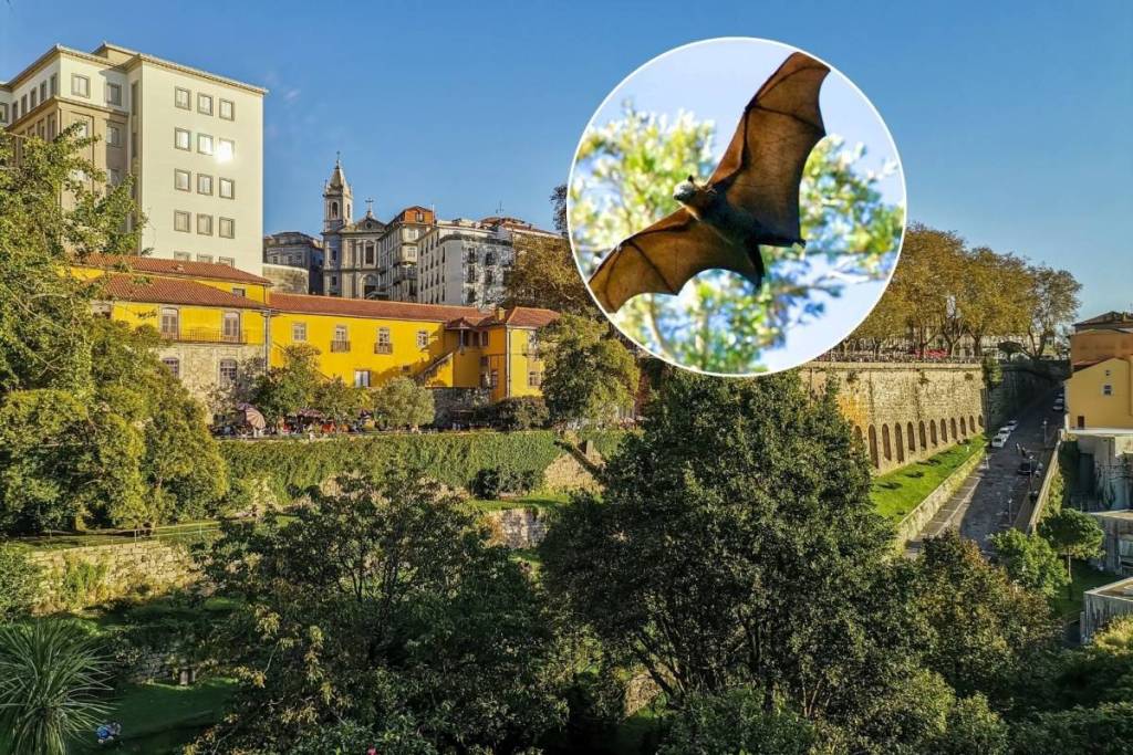 Le programme « Nuits des chauves-souris » de Porto est de retour