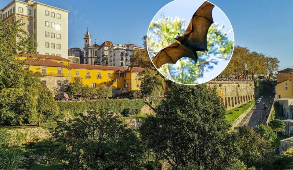 Com entrada gratuita, o Porto volta a promover passeios noturnos em vários parques da cidade — mas tens de reservar lugar com dias de antecedência