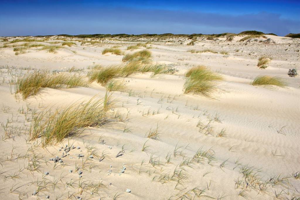 Reserva Nacional Dunas de Sao Jacinto.