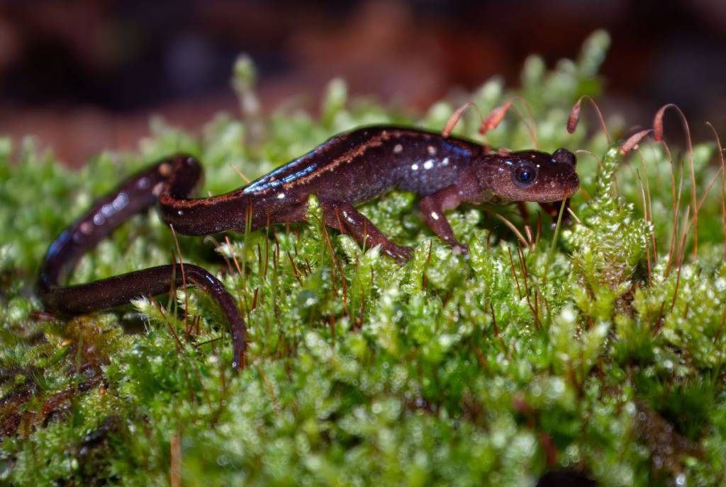 Salamandre du Parc des Serras.