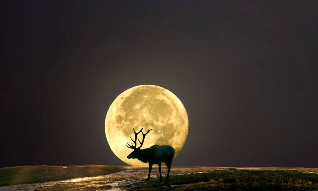 Lua Cheia do Veado