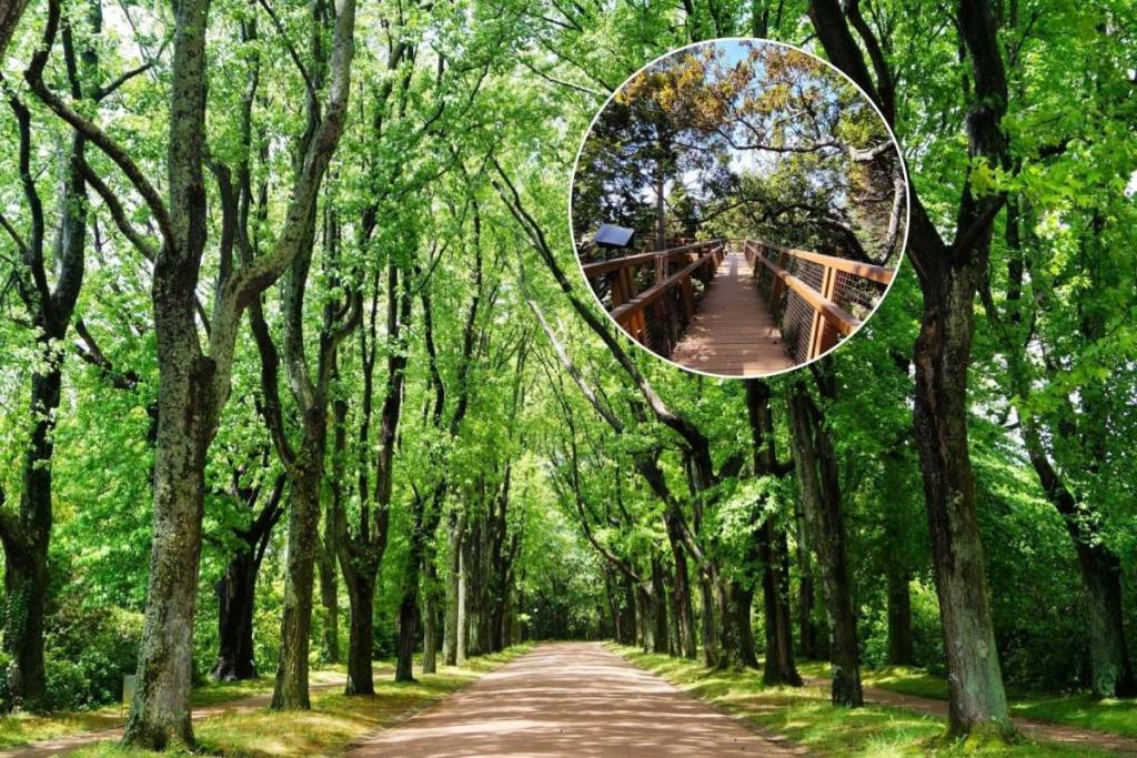 Le parc de Serralves dispose d’une passerelle où tu peux te promener à la hauteur des arbres