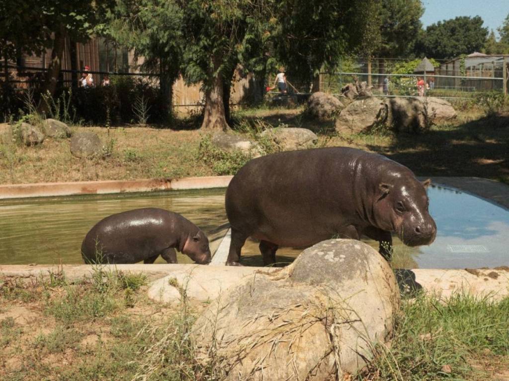 hipopótamo-pigmeu em risco de extinção nasceu no zoo santo inácio perto do Porto