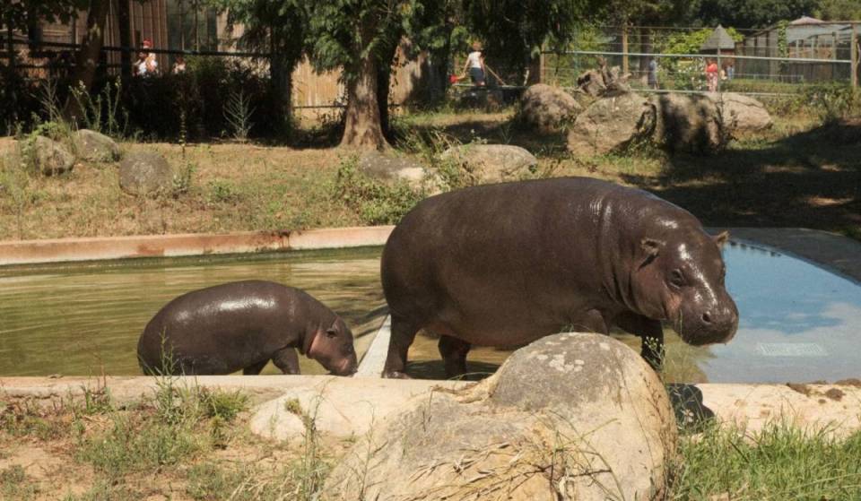 Il en reste moins de 2 400 dans le monde et seul un sur dix naît mâle : l&rsquo;adorable hippopotame pygmée que tu peux déjà aller voir au zoo Santo Inácio
