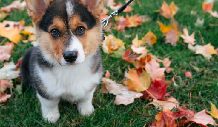 Un party de chiens corgi au lieu cette fin de semaine à Montréal !