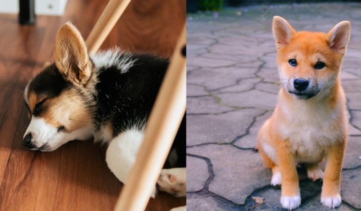 Il y aura une fête d’Halloween pour chiens corgi et shiba à Montréal !