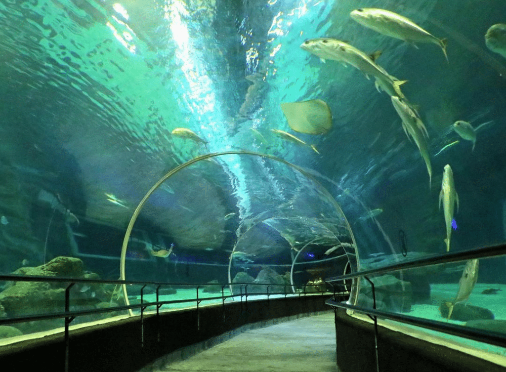 O AquaRio é uma das coisas para fazer com crianças no Rio