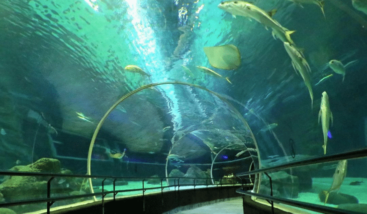 Por dentro do AquaRio: o que você precisa saber sobre o maior aquário marinho da América do Sul!