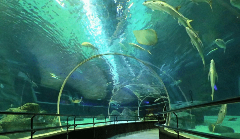 Por dentro do AquaRio: o que você precisa saber sobre o maior aquário marinho da América do Sul!