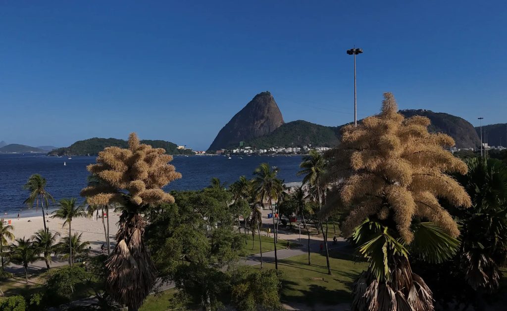 Palmeiras talipot no Aterro do Flamengo