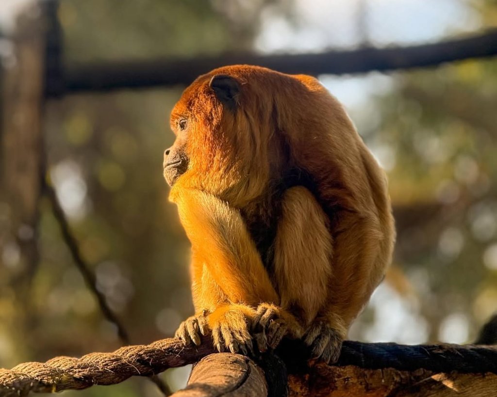 O que fazer com as crianças no Rio: BioParque Rio