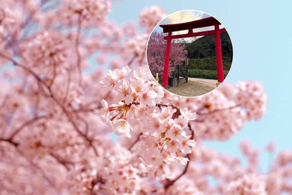 A menos de 3h do Rio, festa das cerejeiras terá concurso de cosplay, gastronomia japonesa e flores de sakura — apenas neste fim de semana!