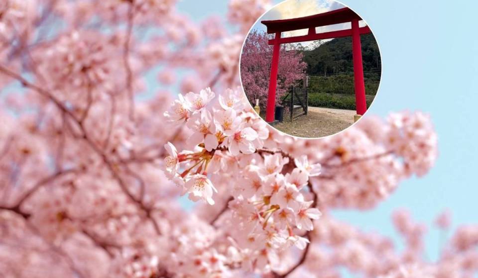 Less than 3 hours from Rio, the Cherry Blossom Festival will feature a cosplay contest, Japanese cuisine, and cherry blossoms—this weekend only!