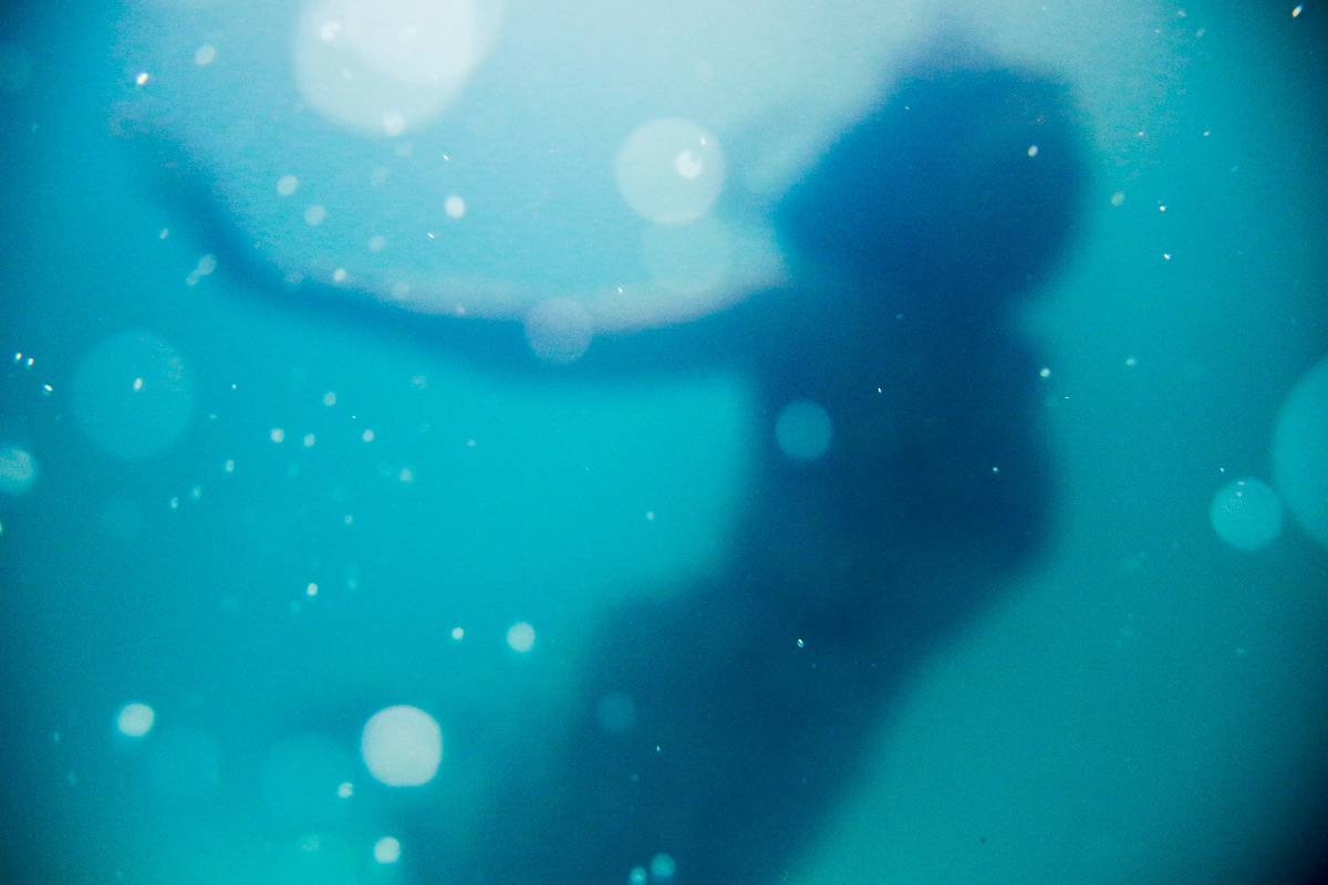 A silhouette of a mermaid swimming