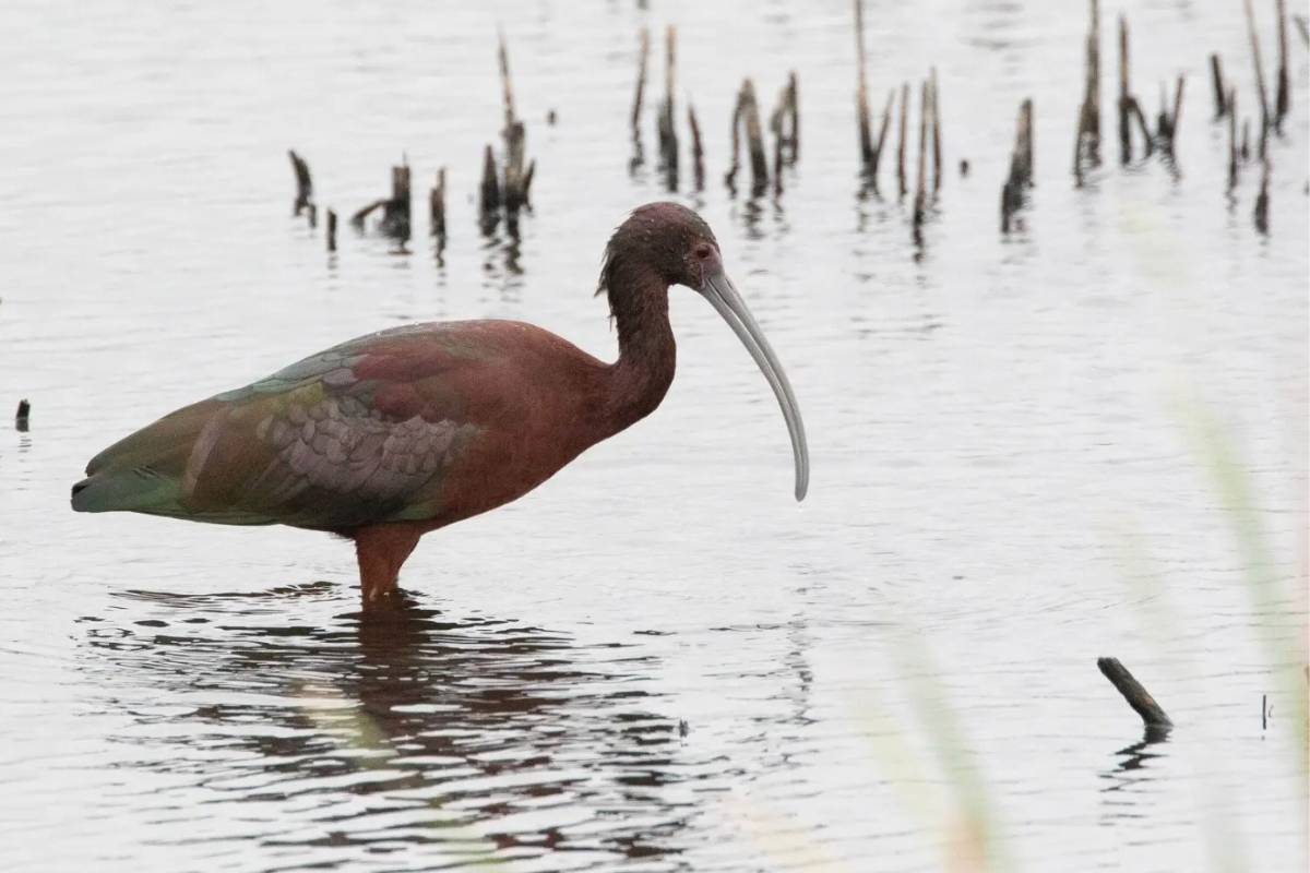 Laguna de Aculeo, el resurgimiento de la vida en Paine